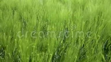 为绿色产业的美丽春天麦田和绿色小麦特写。 草在风中摇曳